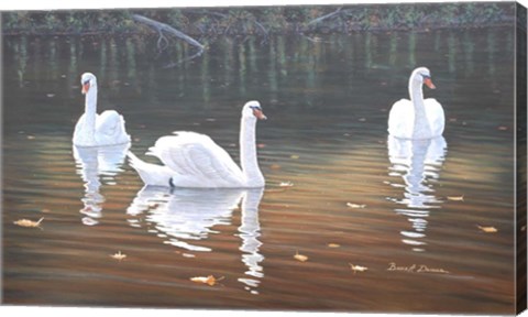 Framed Back Lit Swans Print