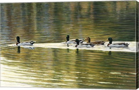 Framed Hanover Mallards Print