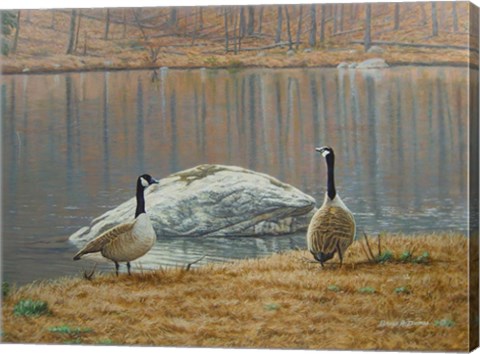 Framed South Carolina Geese Print
