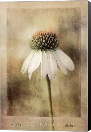 Framed Echinacea Print
