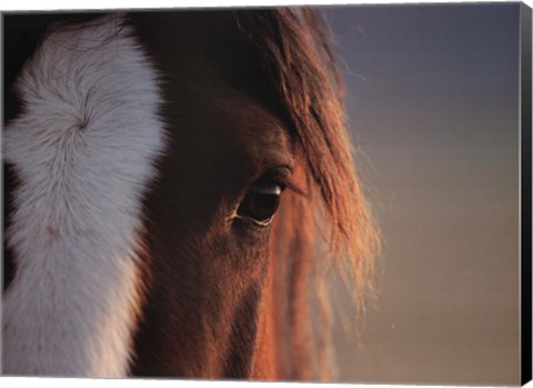 Framed Sharp Eye Print