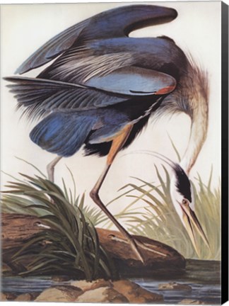 Framed Great Blue Heron Print