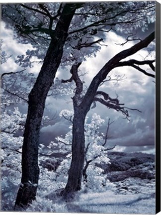 Framed Illimination II Print