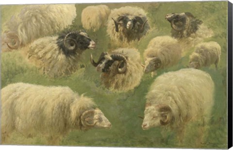 Framed Black-Faced Ram and Sheep, 10 studies Print