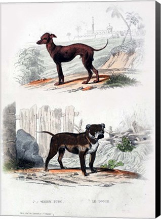 Framed Pair of Dogs II Print