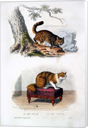 Framed Wild Cat and Angora Cat Print