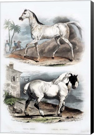 Framed Pair of Horses Print