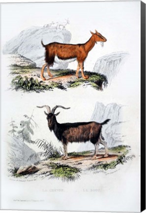 Framed Male and Female Goats Print