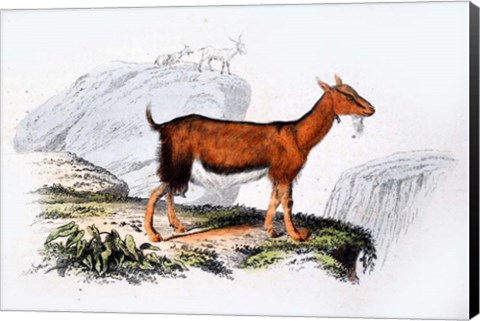 Framed Female Goat Print