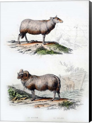 Framed Sheep and Ram Print