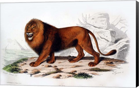 Framed Lion Print