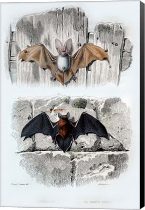 Framed Bats Print