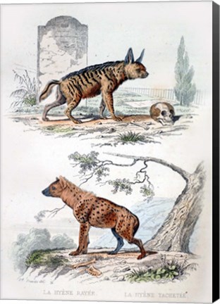 Framed Pair of Hyenas Print