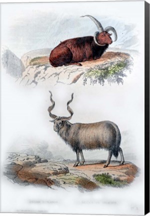 Framed Pair of Rams Print