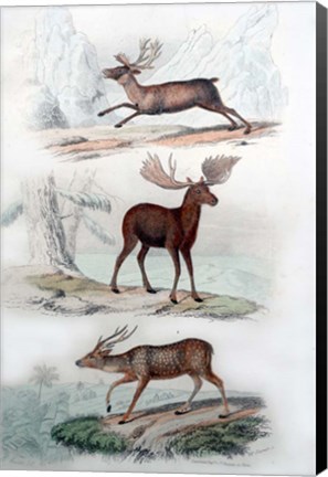 Framed Stag, Elk and Deer Print