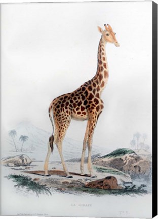 Framed Giraffe Print