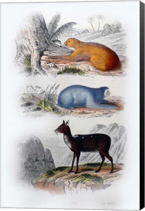 Framed Three Mammals I Print