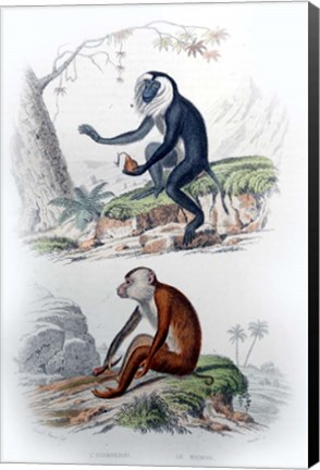 Framed Pair of Monkeys IV Print