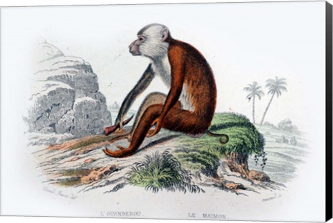 Framed Monkey IV Print