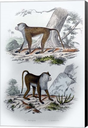 Framed Pair of Monkeys V Print