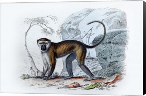 Framed Monkey VII Print