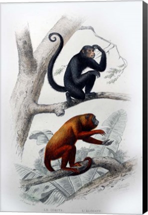 Framed Pair of Monkeys VIII Print