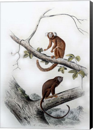 Framed Pair of Monkeys XI Print