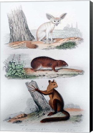 Framed Three Mammals II Print