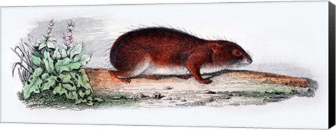 Framed Mammal VII Print