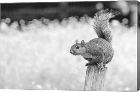 Framed Squirrel Print
