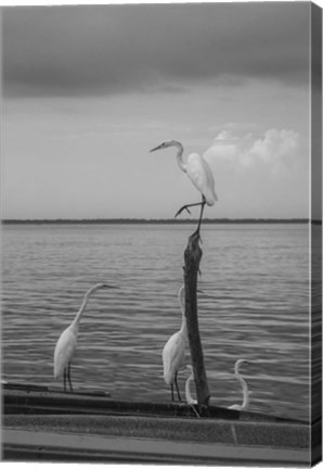 Framed Garzas-1 Print