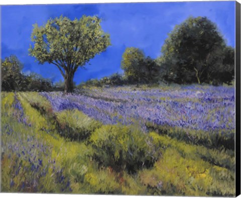 Framed Il Campo Di Lavanda Print