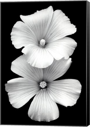 Framed Perfect White Print