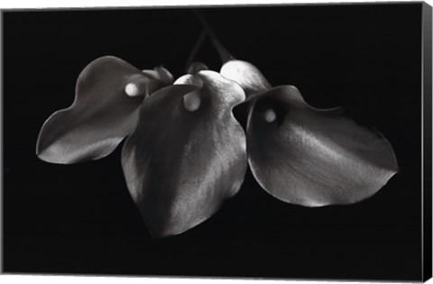 Framed Three Callas Print