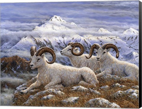 Framed Denali Rams Print