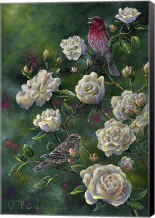 Framed Purple Finch Print