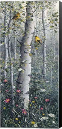 Framed American Goldfinch Print