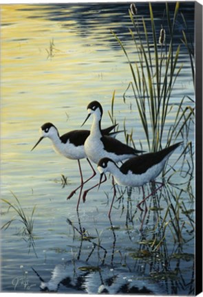 Framed Elegant Trio - Blacknecked Stilts Print
