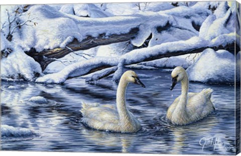Framed Tundra Swans Print