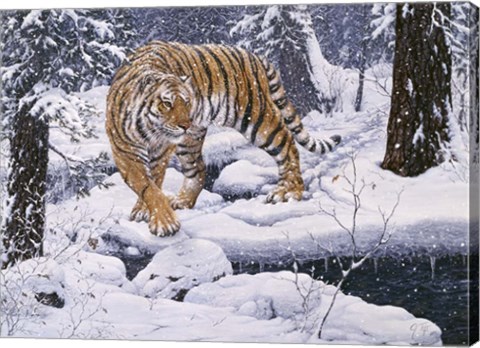 Framed Silent Hunter- Siberian Tiger Print