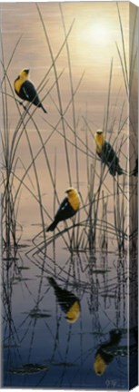 Framed Morning Call - Yellow Headed Blackbirds Print