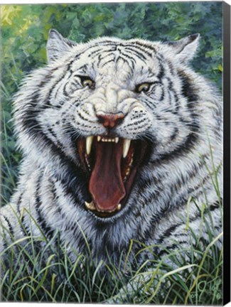 Framed White Tiger 2 Print
