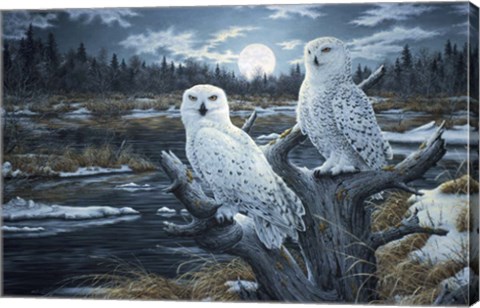 Framed Snowy Owls Print