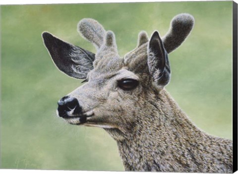 Framed Mule Deer In Velvet Print