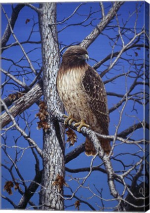 Framed Red Tailed Hawk Print