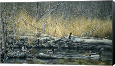 Framed Early Morning Mallards Print