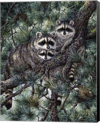 Framed Racoons Print