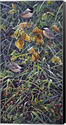 Framed Chickadee 2 Print