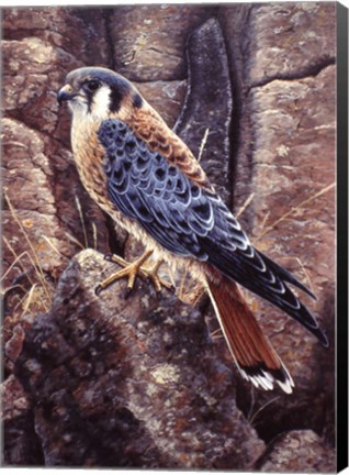 Framed Kestral Print