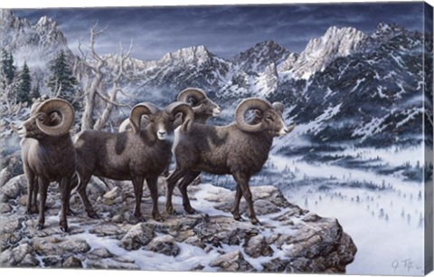 Framed Late Season Big Horns Print